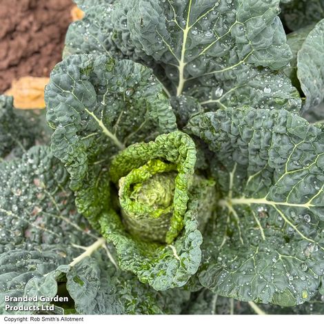 Cabbage 'Stelvio' (Pointed Savoy) F1 - Seeds