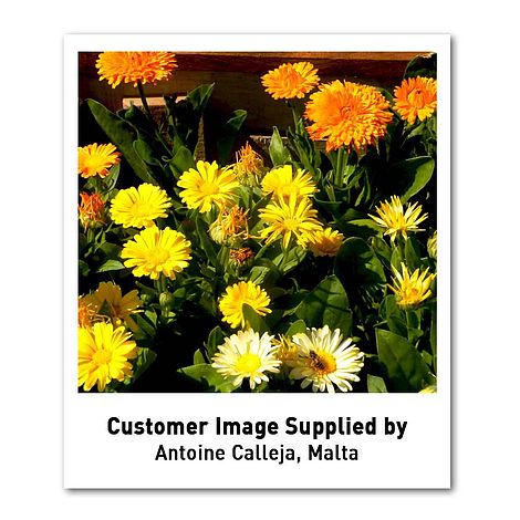 Calendula Fruit Twist Seeds Hardy Annual Flowers Garden Plants Easy to Grow Your Own 1 Packet of 60 Seeds by Thompson and Morgan 