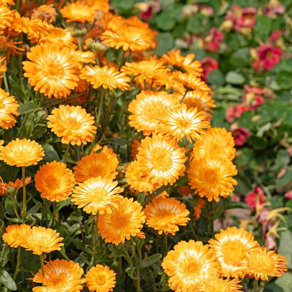 Calendula Kablouna Luna - Seeds