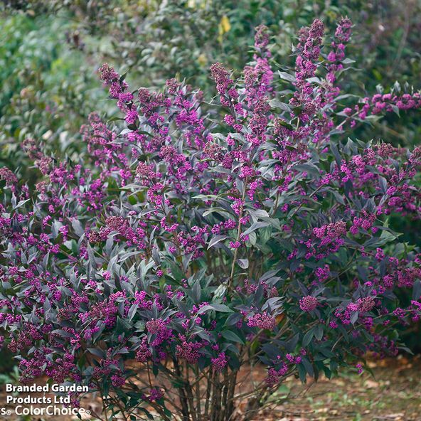 Callicarpa x 'Pearl Glam' Proven Winners®