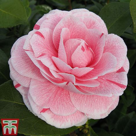 Camellia \'Blooming Wonder\' Trio | Thompson & Morgan