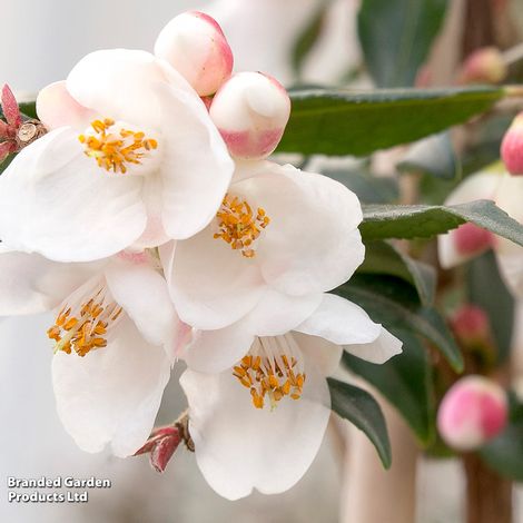 Camellia rosthorniana Cupido