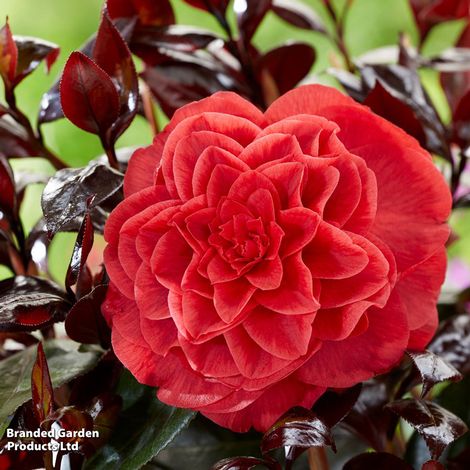 Camellia japonica 'Femme Fatale'