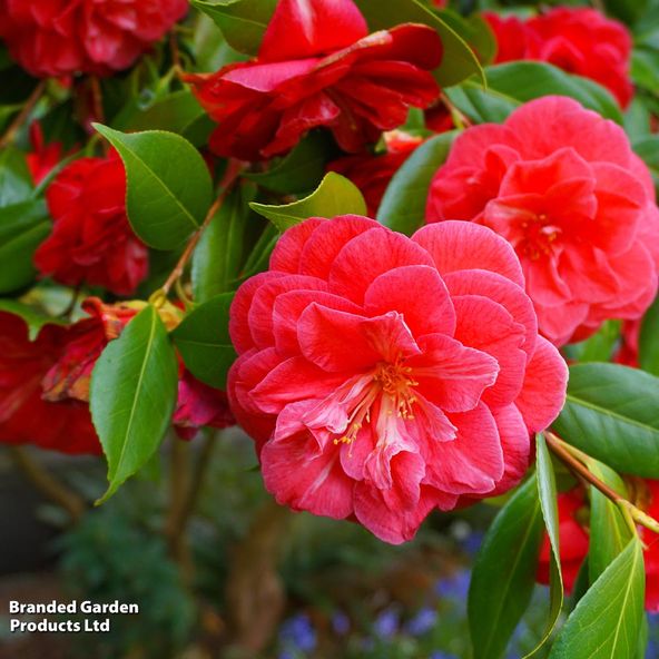Camellia x williamsii Ruby Wedding