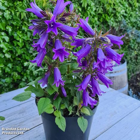 Campanula Rebelle® (AB1)