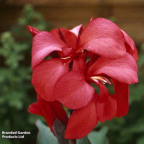 Canna x generalis Cannova Rose