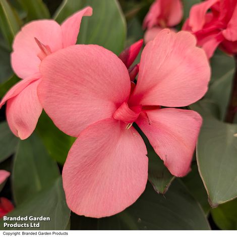 Canna x generalis Cannova Rose