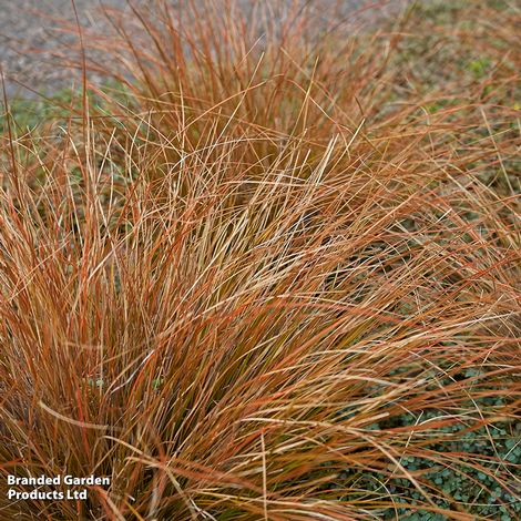 Carex Buchanii