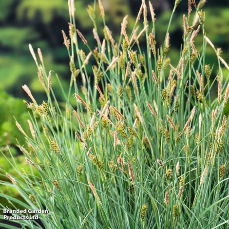 Carex panicea (Marginal Aquatic)