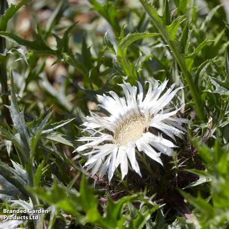 Carlina acaulis subsp. caulescens