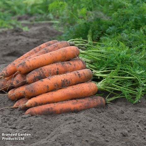 Carrot Bangor F1 - Veg Patch Saver Seeds