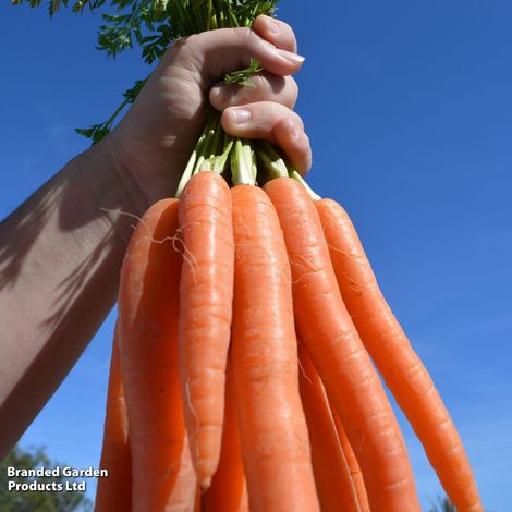 Carrot Eskimo F1 - Veg Patch Saver Seeds