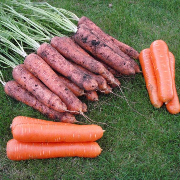 Carrot Maestro F1 - AGM Collection Seeds