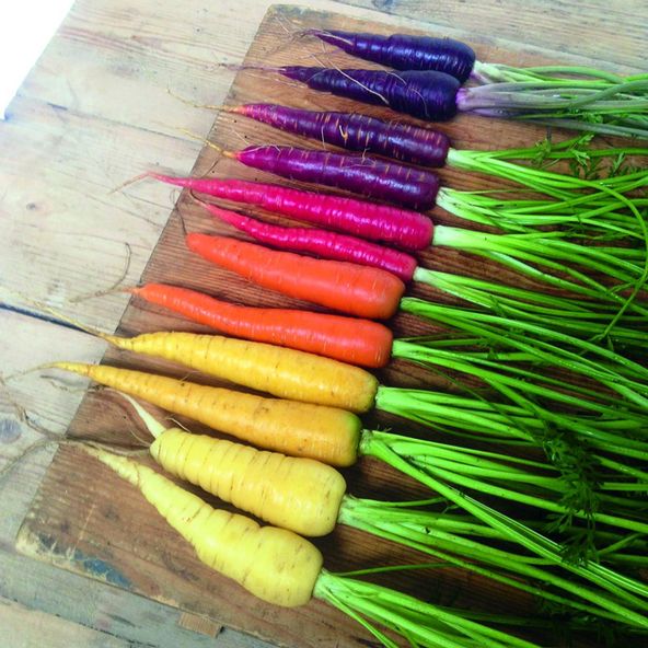 Carrot Rainbow Mix - Organic Seeds