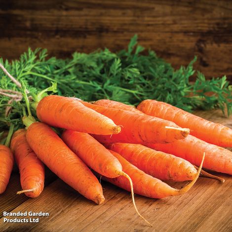Carrot Chantenay Red Cored 3 - Supreme - Seeds
