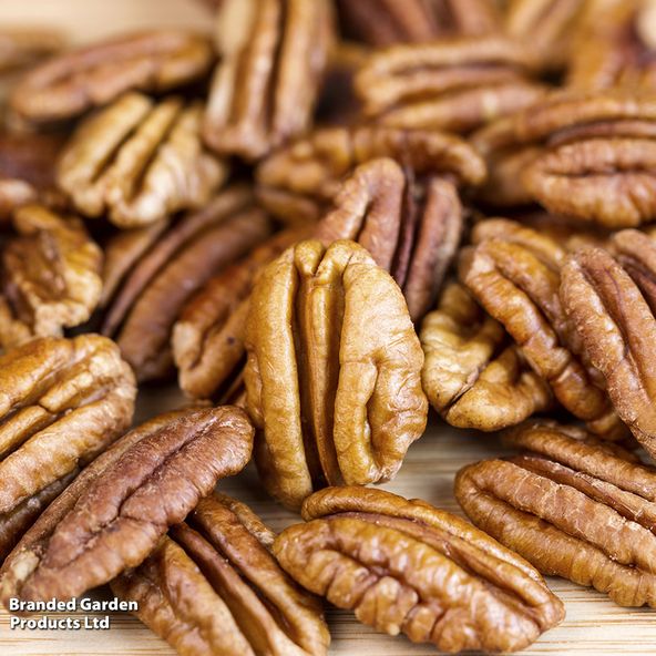 Pecan