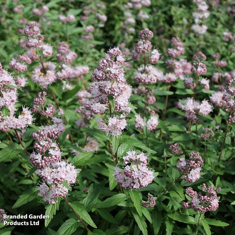 Caryopteris x clandonensis 'Stephi'