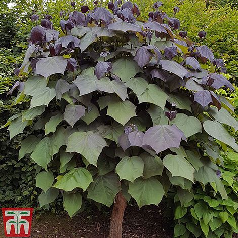 Catalpa x erubescens 'Purpurea'