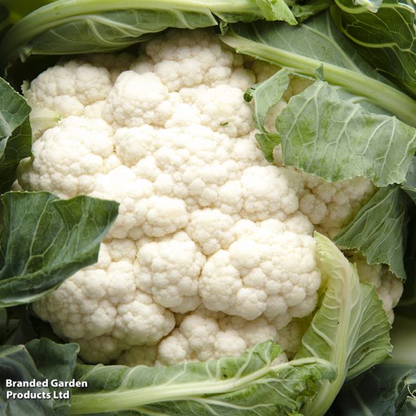 Cauliflower Alston