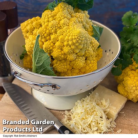 Cauliflower (Amoresco) Amo 125 F1 - Seeds