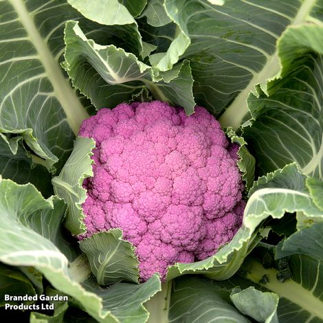 Cauliflower DePurple F1 - Seeds