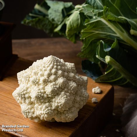 Cauliflower Cartesio F1 - Seeds