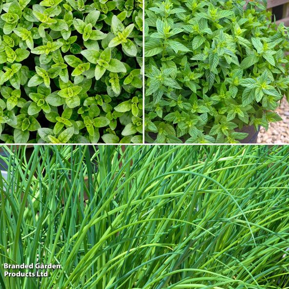 Culinary Classic Herb Collection