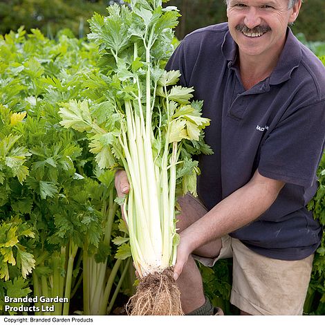 Celery 'Loretta' - Seeds