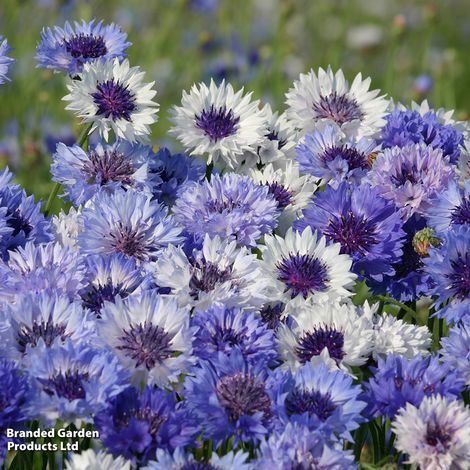 Cornflower Classic Fantastic - Seeds