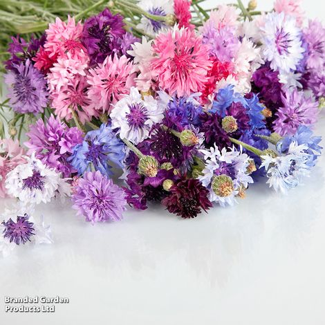 Cornflower Polka Dot Mixed - Seeds