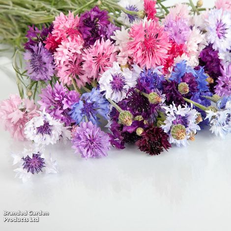 Cornflower Polka Dot Mixed - Easy Grow Seeds