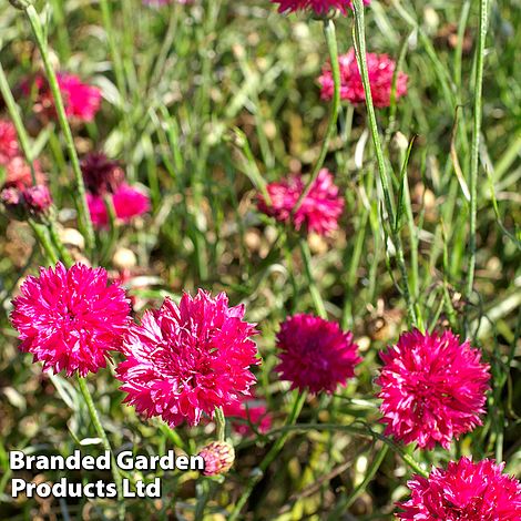 Cornflower Red Boy - Seeds