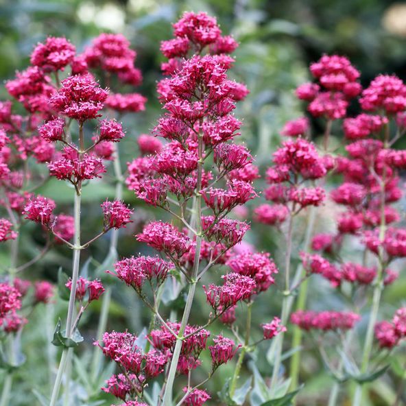 Centranthus ruber 'Coccineus'