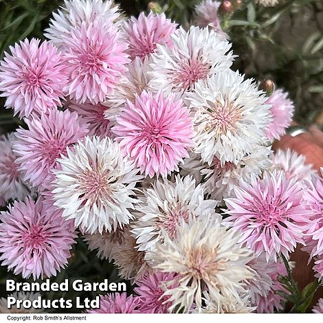 Cornflower Tom Pouce Pink - Seeds