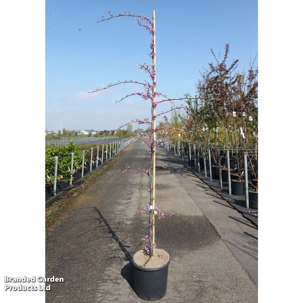 Cercis canadensis Cascading Hearts