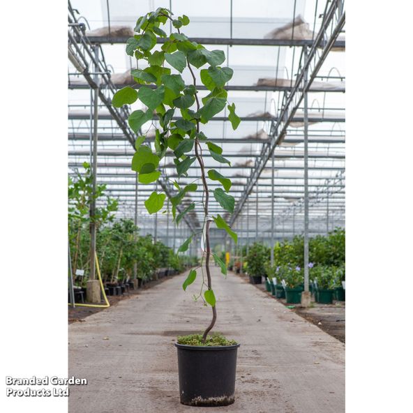Cercis canadensis Lavender Twist