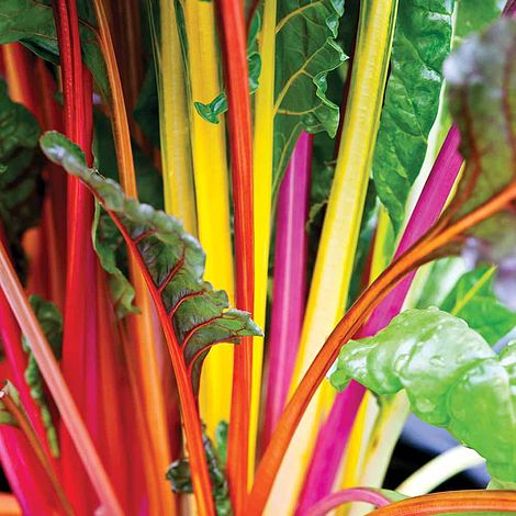 Swiss Chard 'Bright Lights' - Seeds