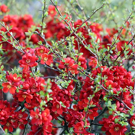 Resultado de imagen de Chaenomeles japonica