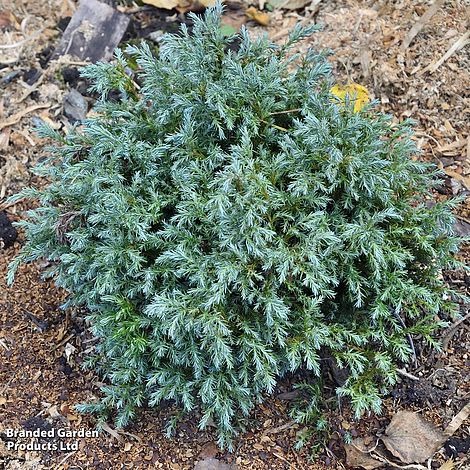 Chamaecyparis pisifera Blue Moon