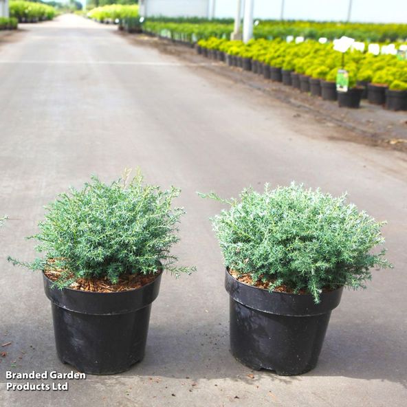 Chamaecyparis pisifera Cumulus