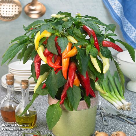 Chilli Pepper Galaxy Tri-Colour F1 - Seeds