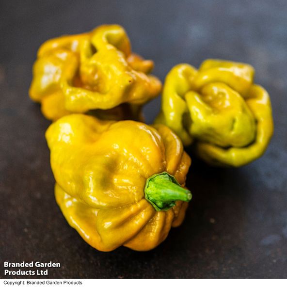 Chilli Pepper 'Gator'