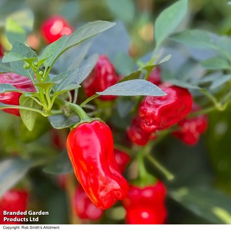Chilli Pepper Hot Pot - Seeds