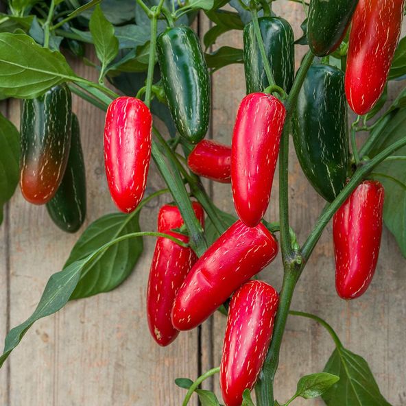 Chilli Pepper Jalapeno Nadapeno - Seeds