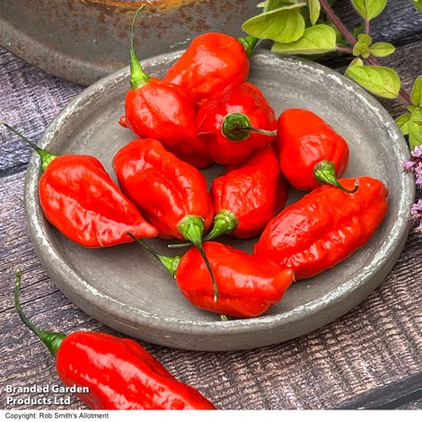 Chilli Pepper Pit Viper Naga - Seeds