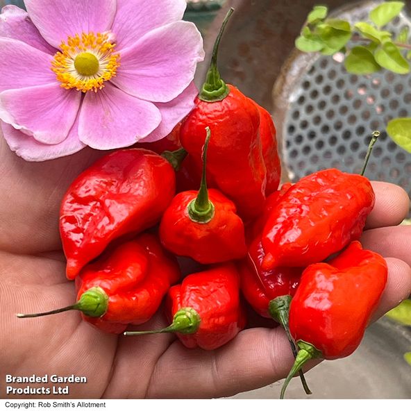 Chilli Pepper 'Pit Viper Naga' (Hot)