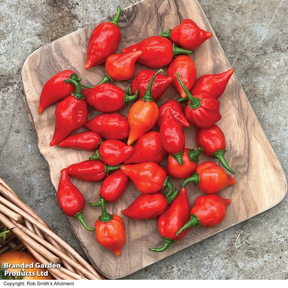 Chilli Pepper 'Raging Bull' (Hot)