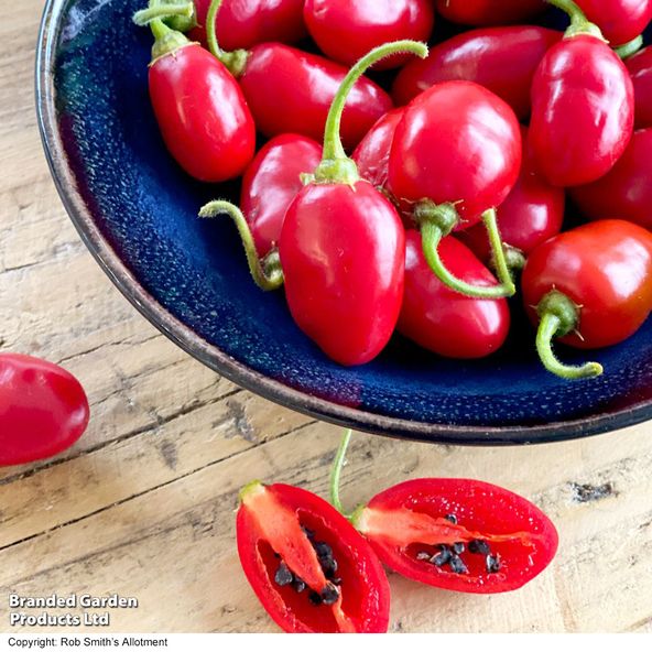 Chilli Pepper 'Scallywag'