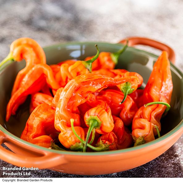 Chilli Pepper 'Sugar Rush Stripey'