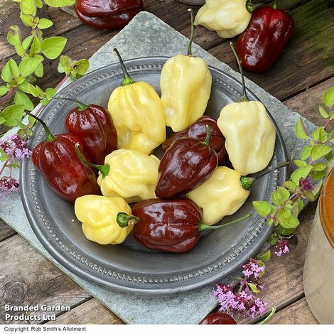 Chilli Pepper White Chocolate - Seeds